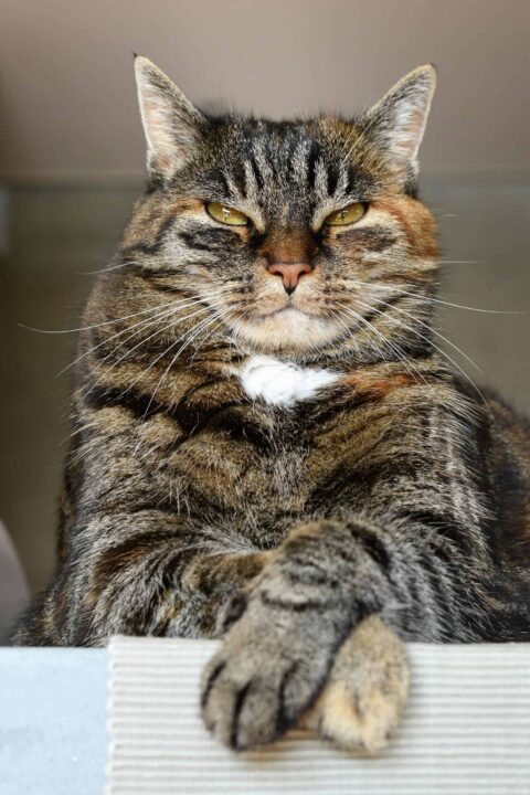 Low Angle Shot of a Tabby Cat