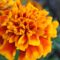 Close-Up Photography of Marigold Flower